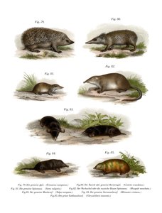 ユーロハリネズミ、1860 作： German School